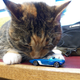 Illustration for article titled Cats lt;3 Live and Let Diecast